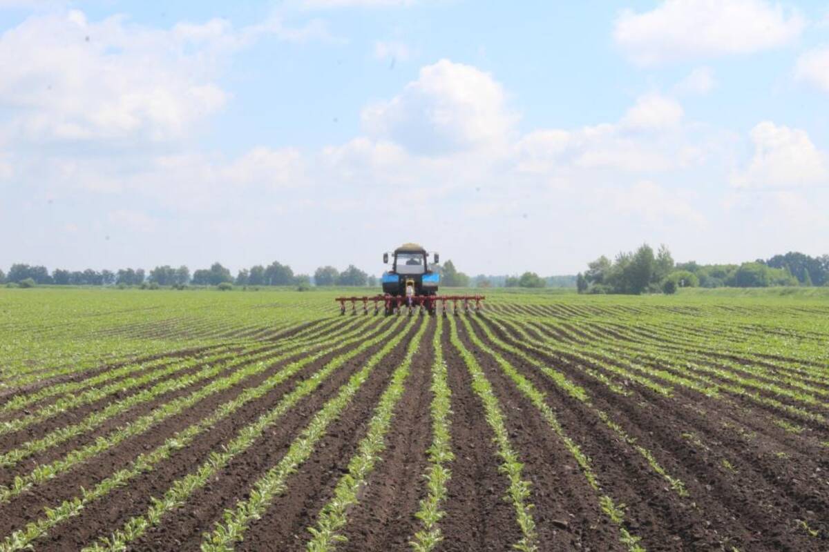 Уход за посевами сельхозхкультур ведут Комарические аграрии