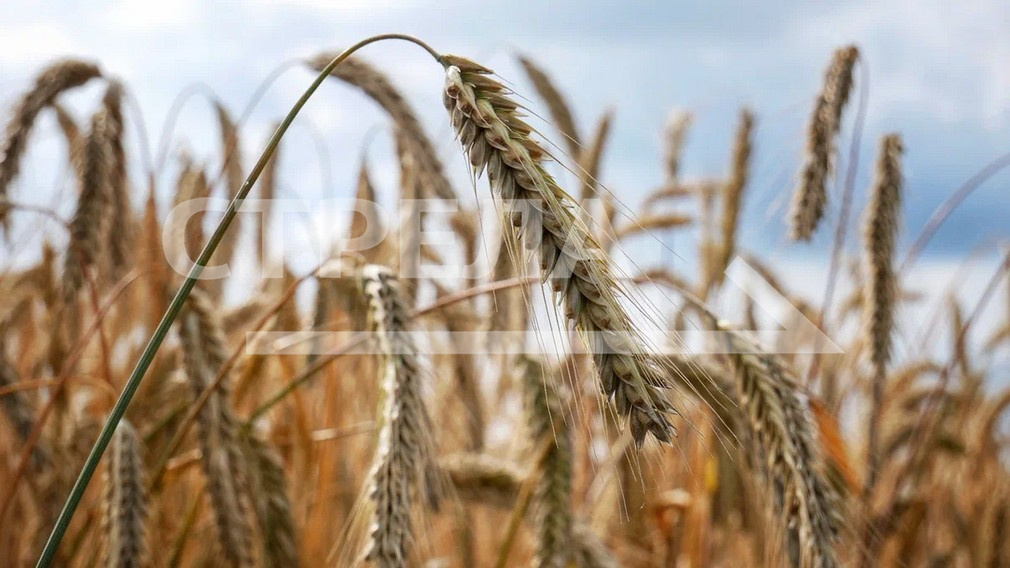 В Климовском районе Брянщины завершён сев озимых культур