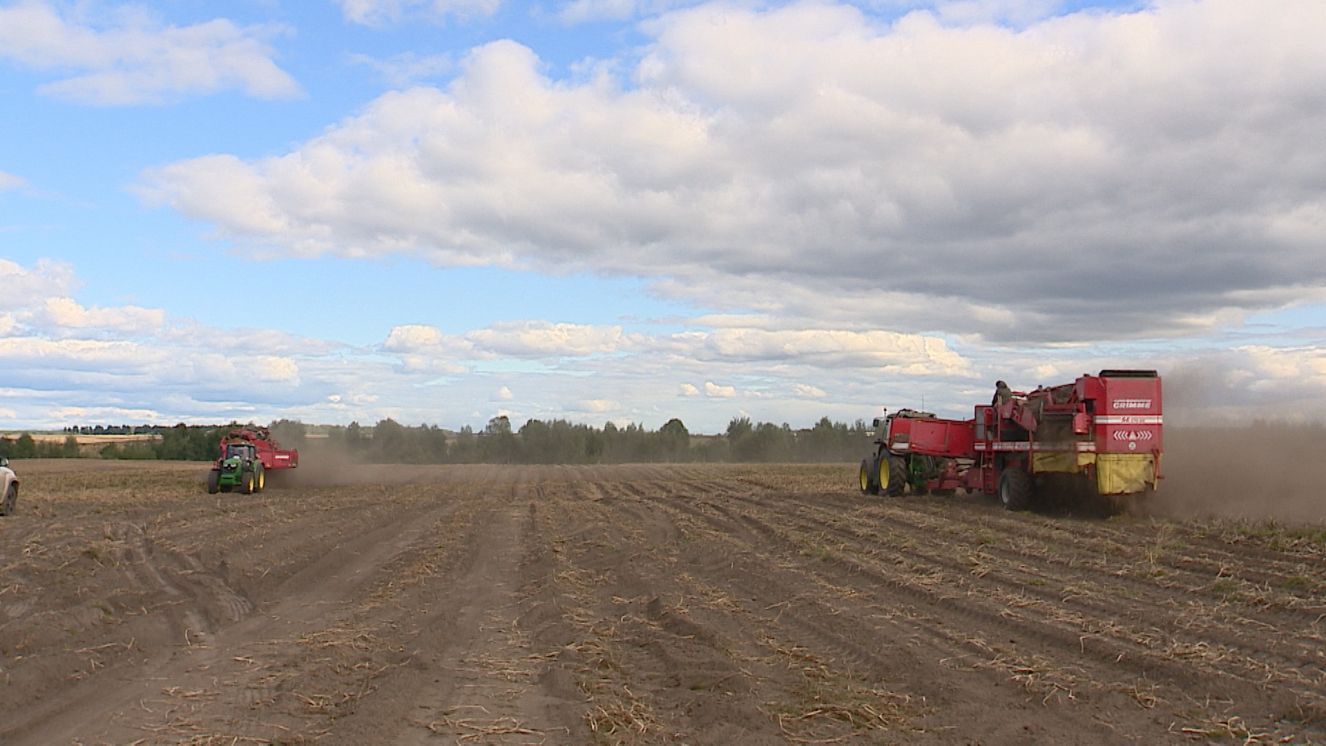 Брянские аграрии завершили уборку картофеля ранних сортов