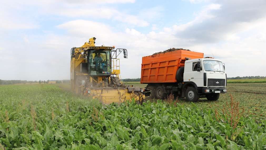 Хороший урожай зерновых и сахарной свеклы ожидается в Комаричском районе
