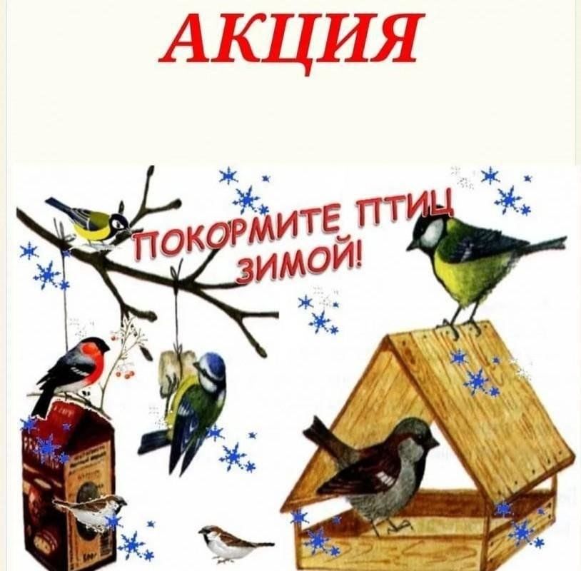 Суражское местное отделение «Движение Первых» приняло участие в акции «Покормите птиц зимой!»