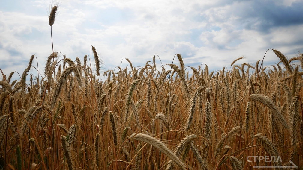 5,79 млрд. рублей направят на господдержку сельского хозяйства  в Брянской области