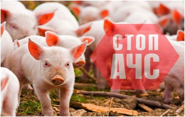 Памятка владельцам свиней