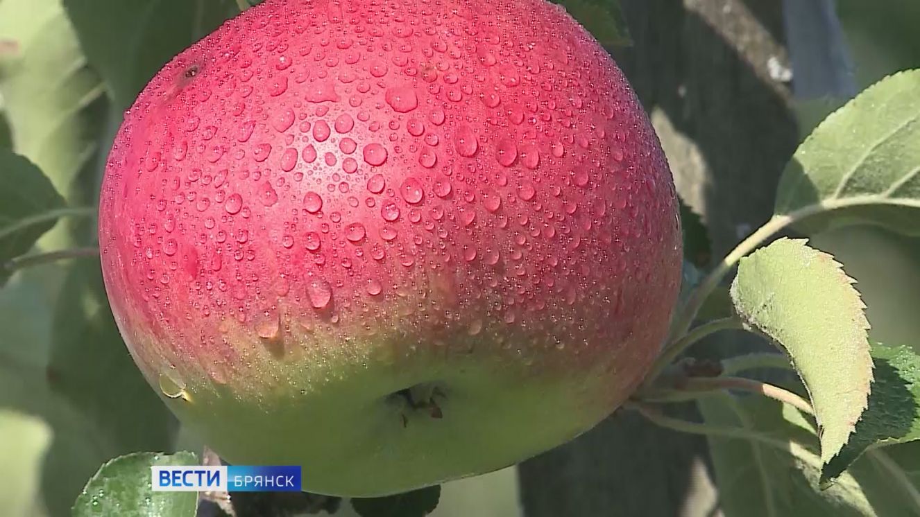 В сельхозпредприятиях региона завершается сбор яблок