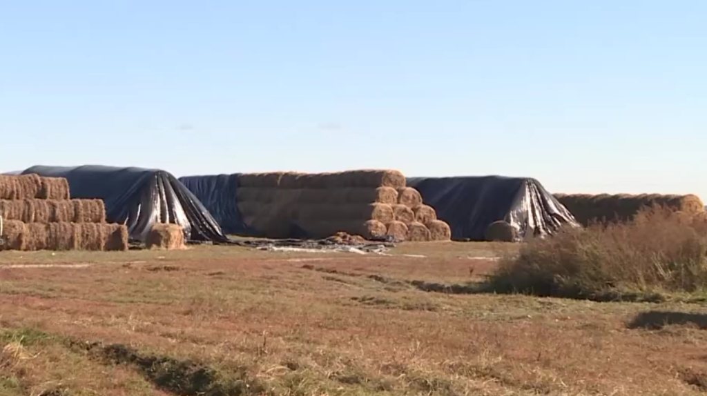 В Брянской области к зимовке готовы 239 коровников и 193 телятника