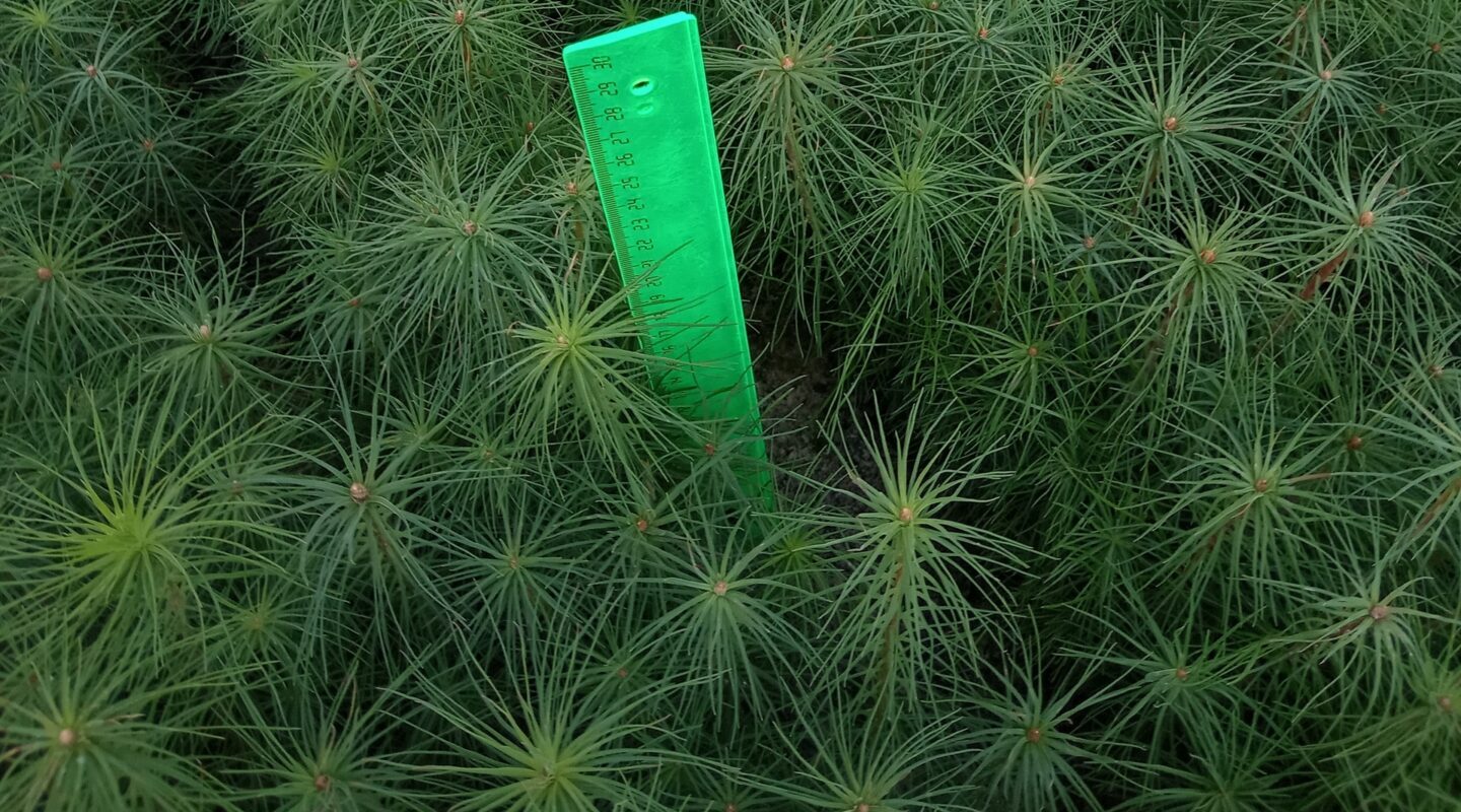 Брянские лесоводы полностью обеспечены собственным посадочным материалом на 2026 год