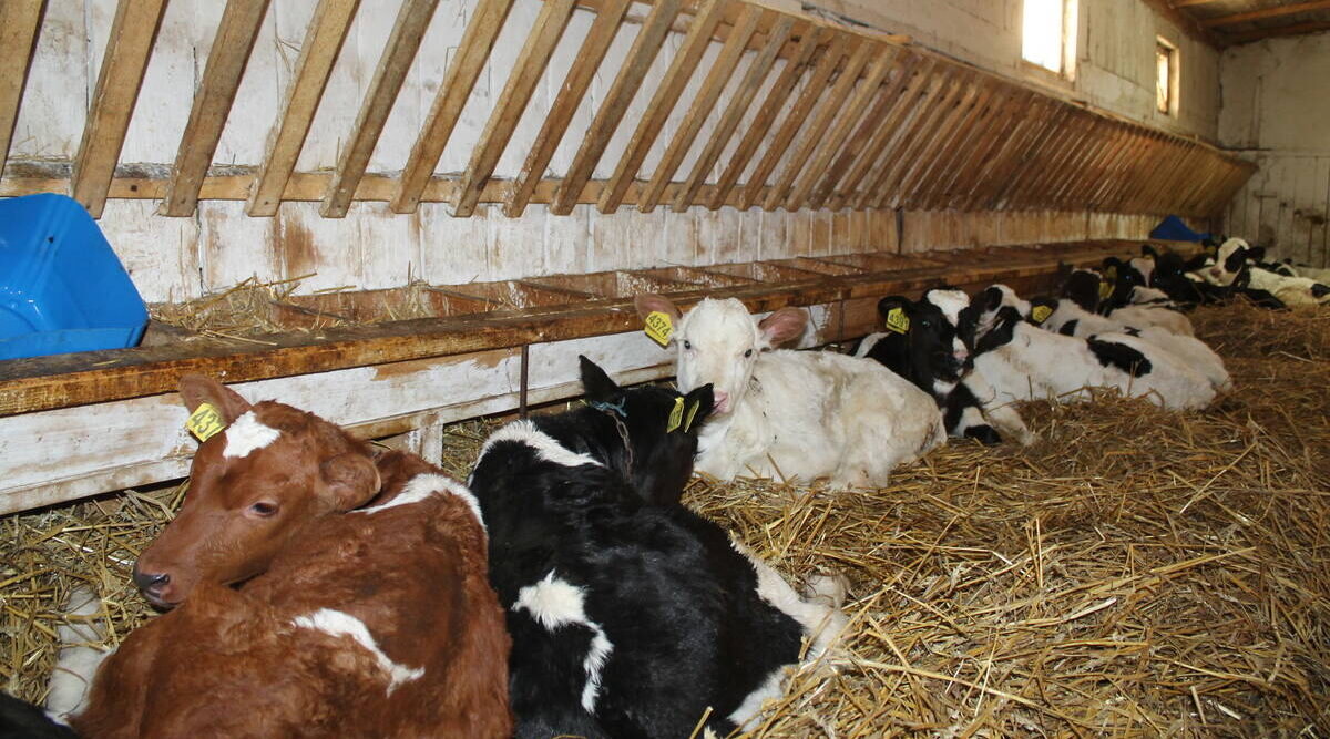 В Брасовском районе зимовка скота проходит в штатном режиме