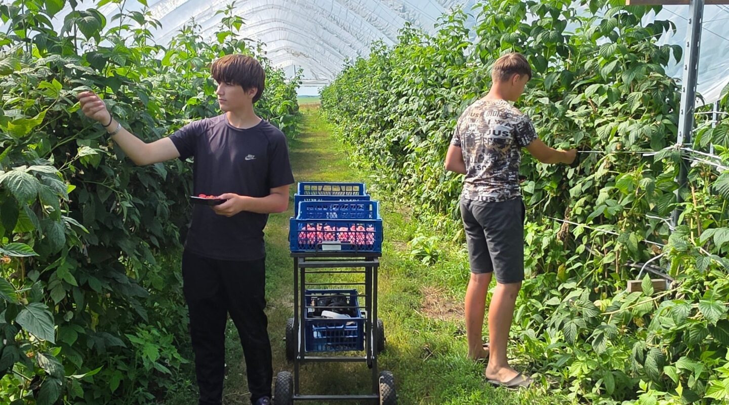 Брянские аграрии продолжают укреплять позиции на рынке плодово-ягодной продукции