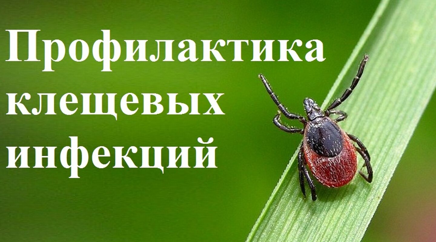 Профилактика клещевых инфекций